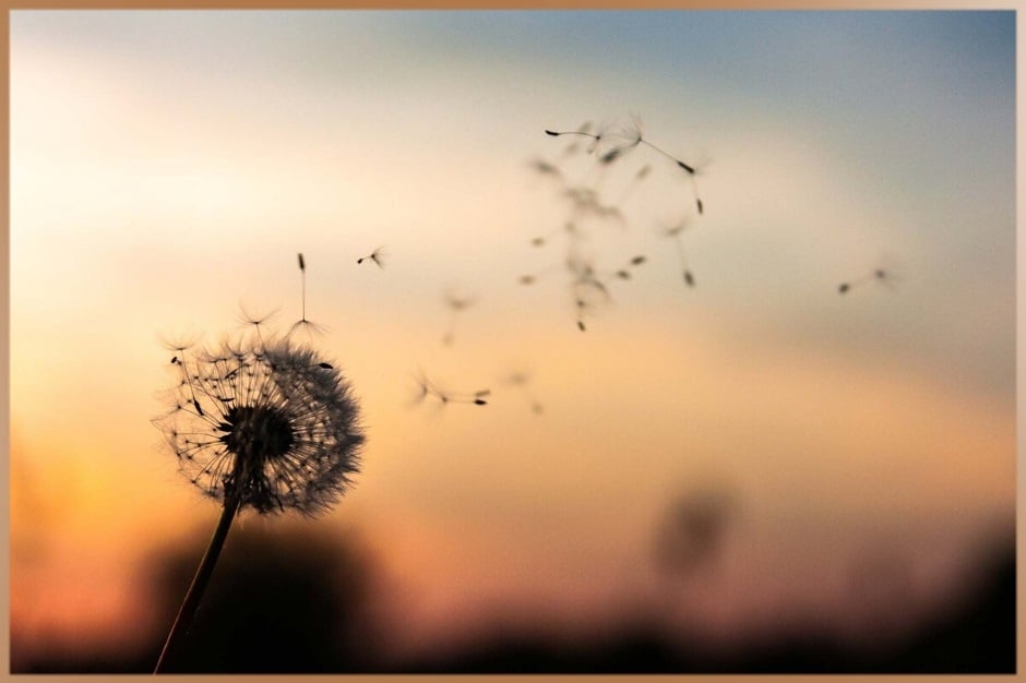 Wind flies dandelion seeds in the nature during sunset