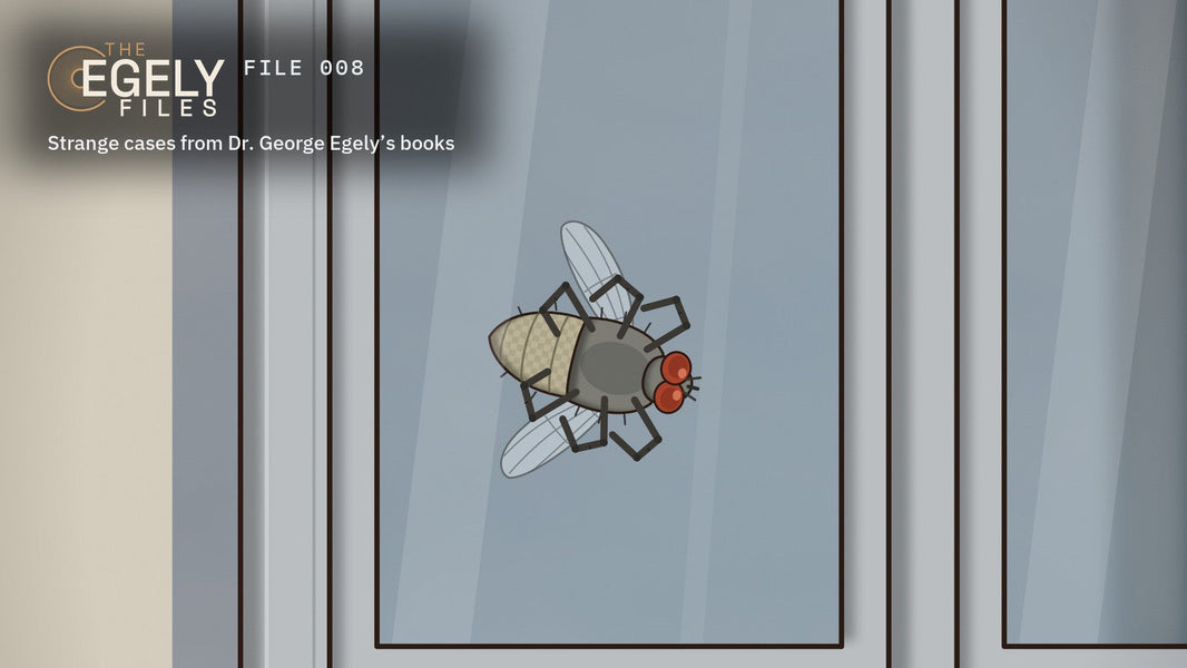 The Egely Files, FILE 008: The Fly Between the Panes, a drawn double-glazed window with a dead fly between the panes